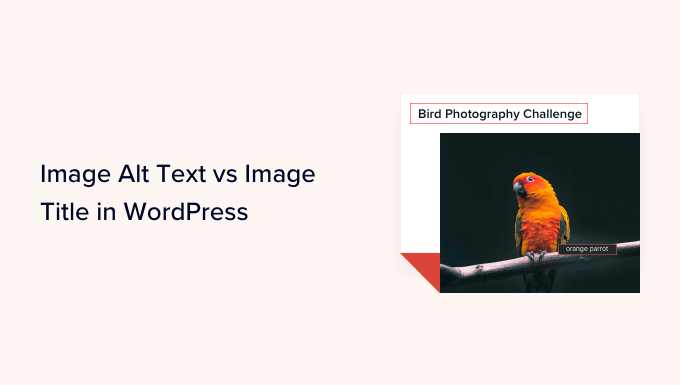 image alt text vs image title in wordpress whats the difference og